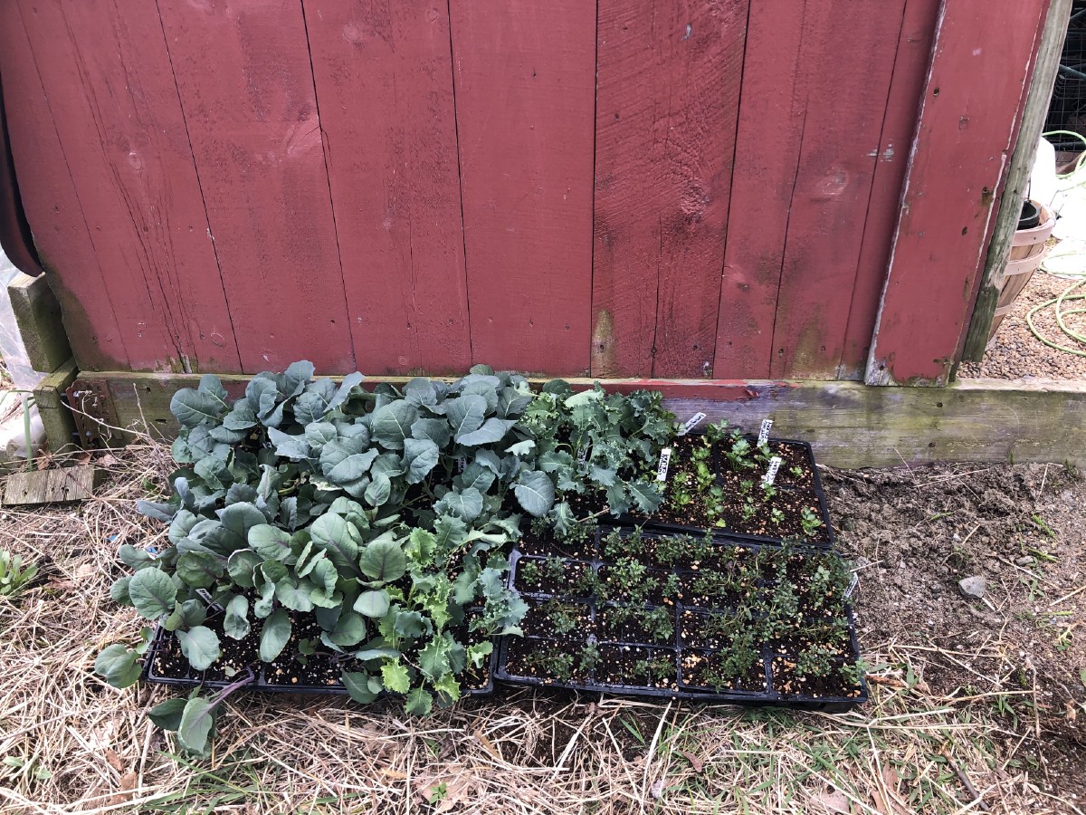 garden transplants in shade