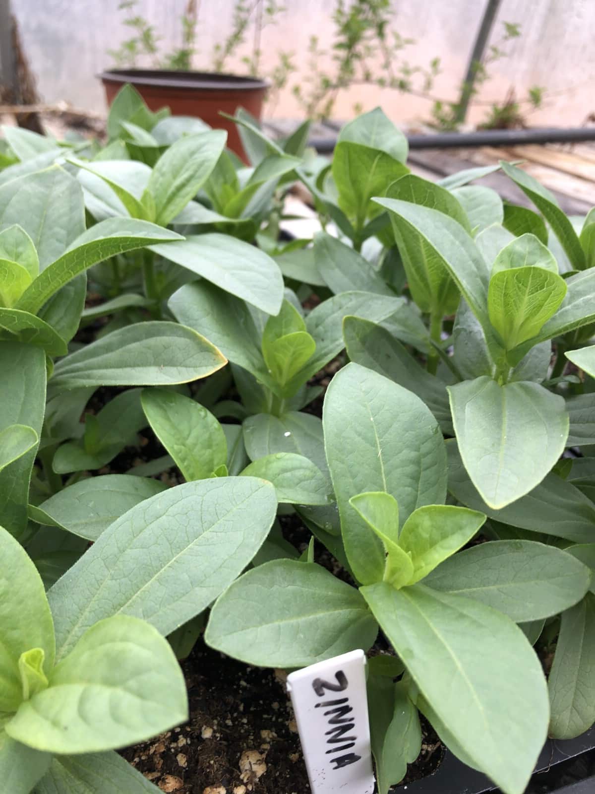 garden plants started indoors