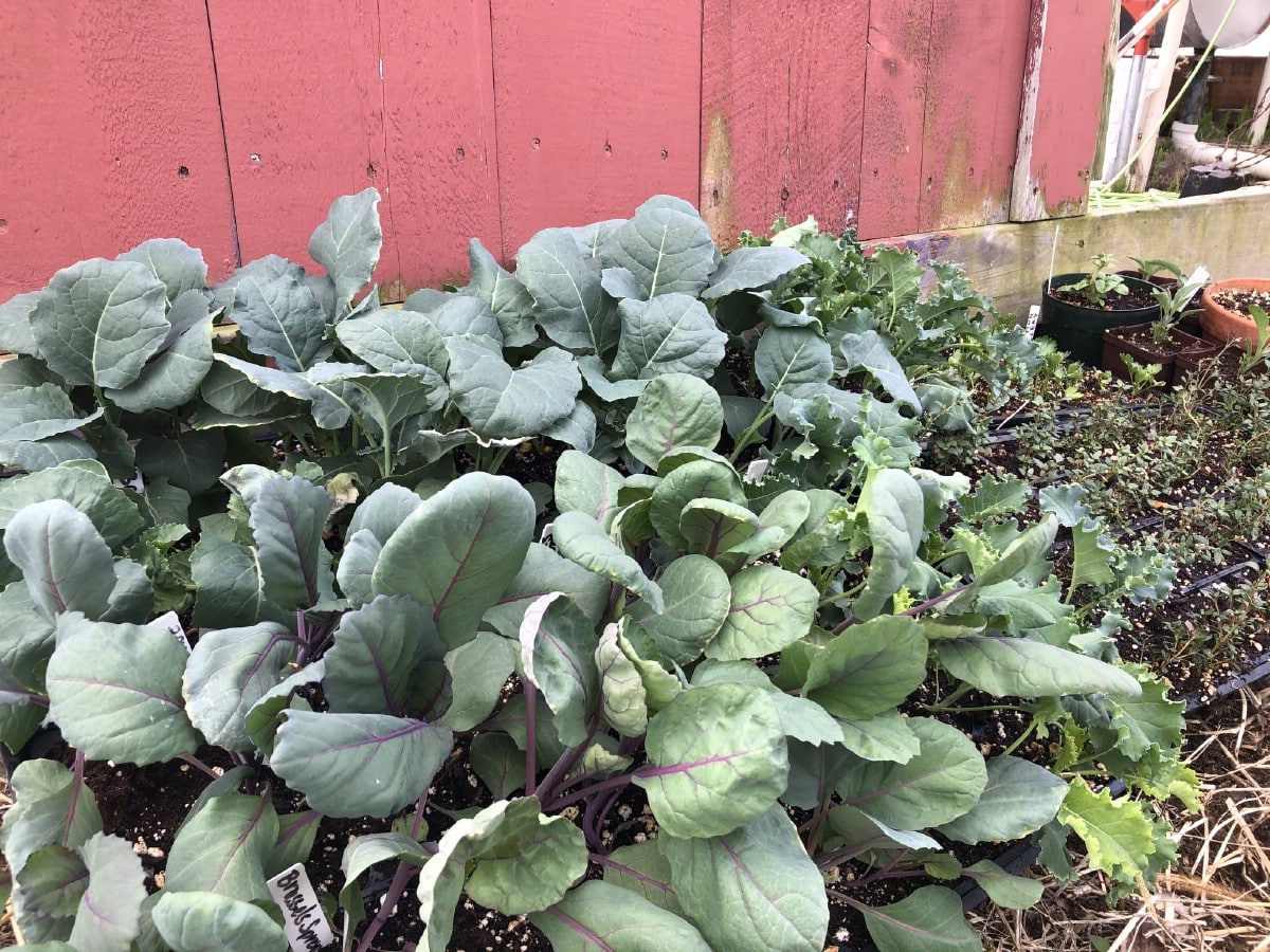 plants by red wall