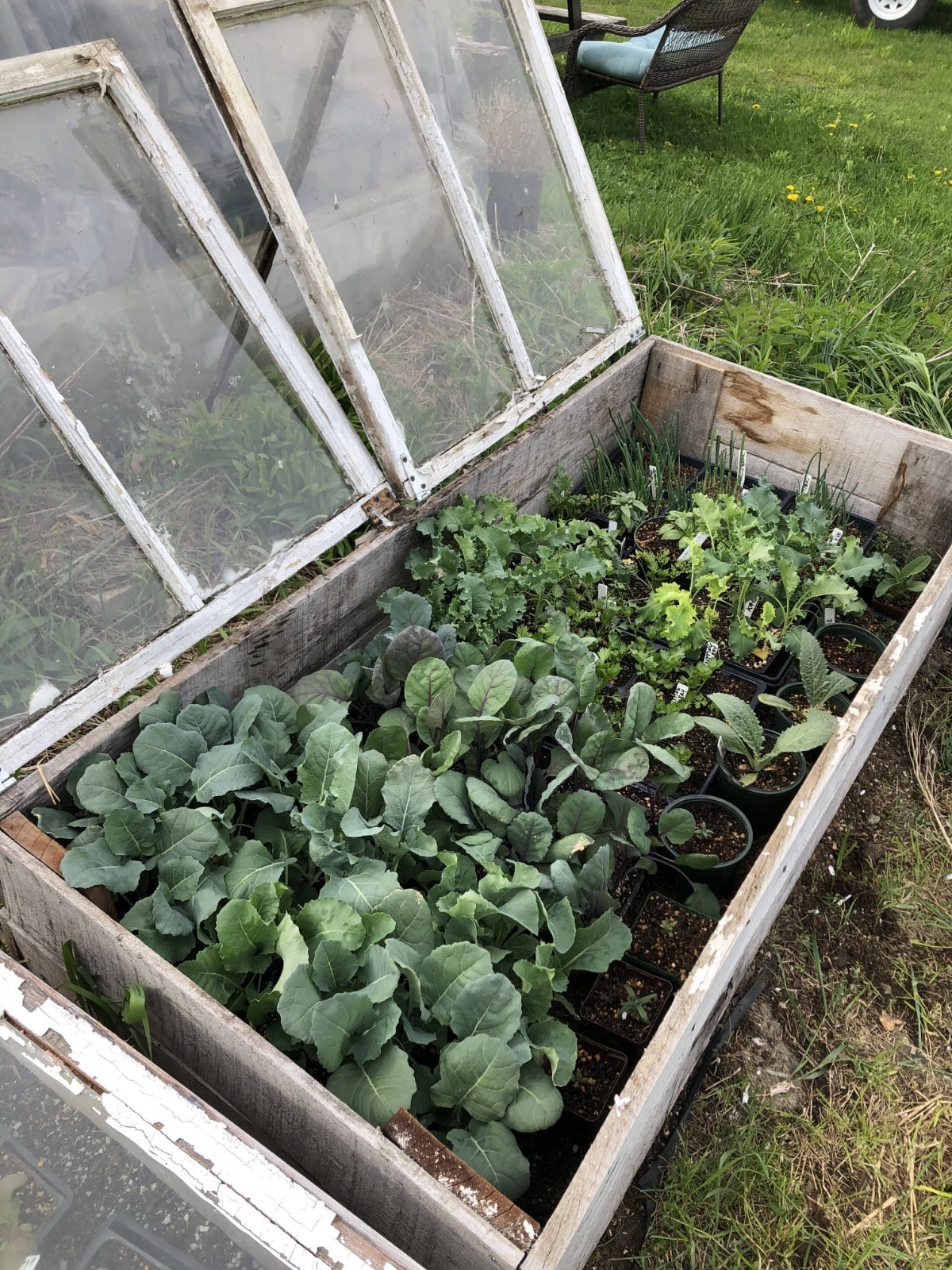 transplants in cold frame