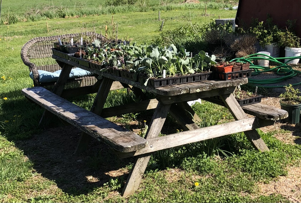 plants on a picnic table