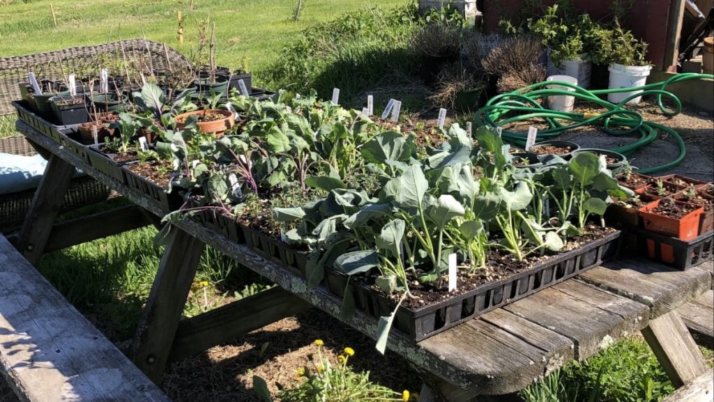 Hardening Off Garden Transplants Steps, Benefits, and How to Do it