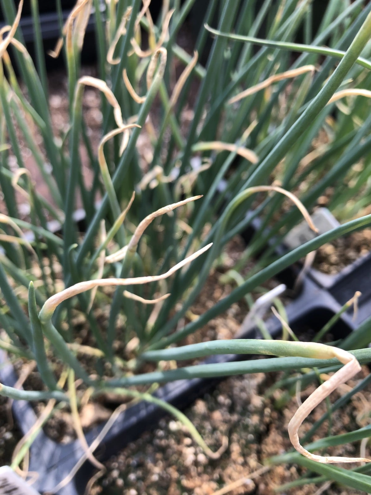 brown dried out onion top on transplants