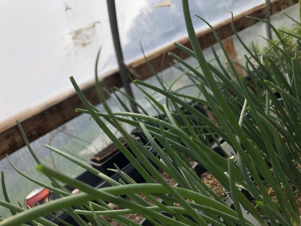 Onion Growing Hack How to Trim the Starts for Stronger Bulbs