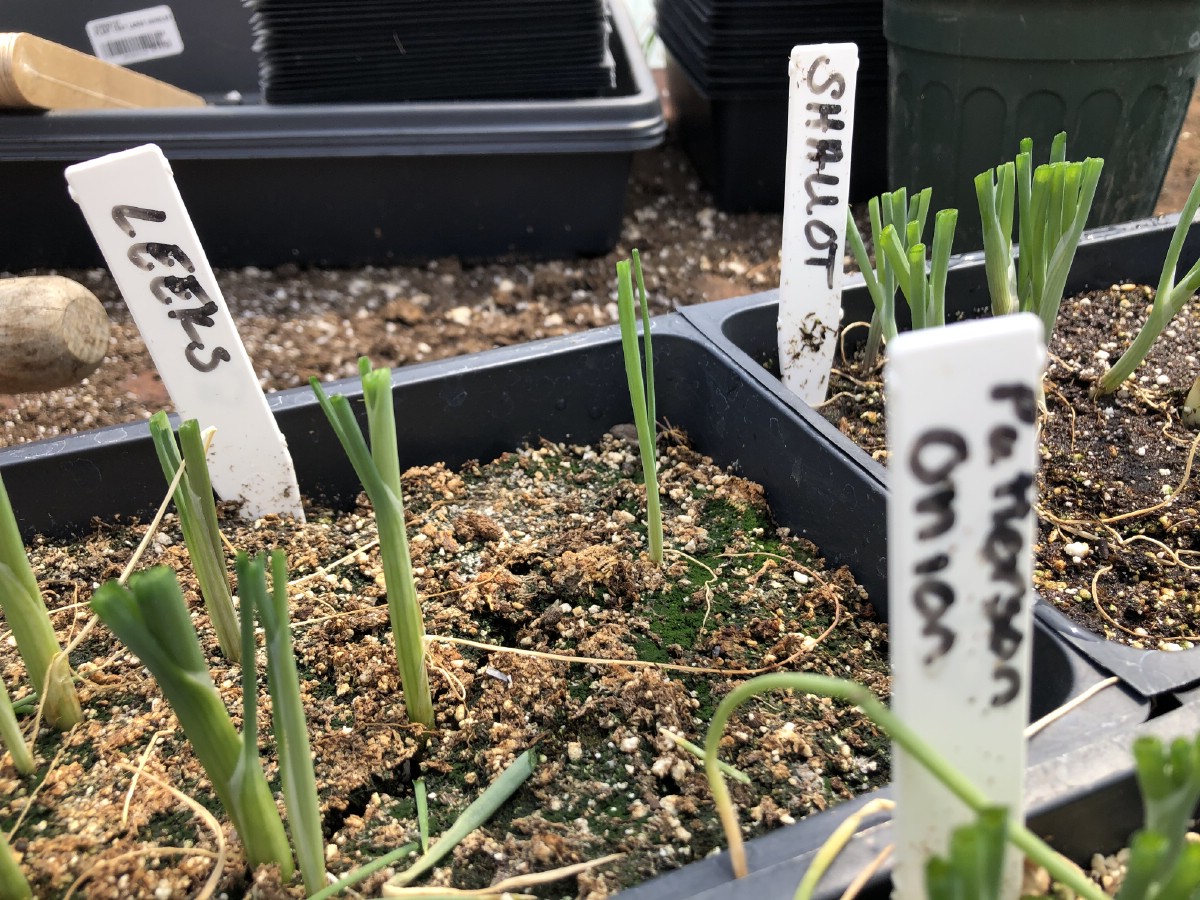 onions, leeks, and shallot starts