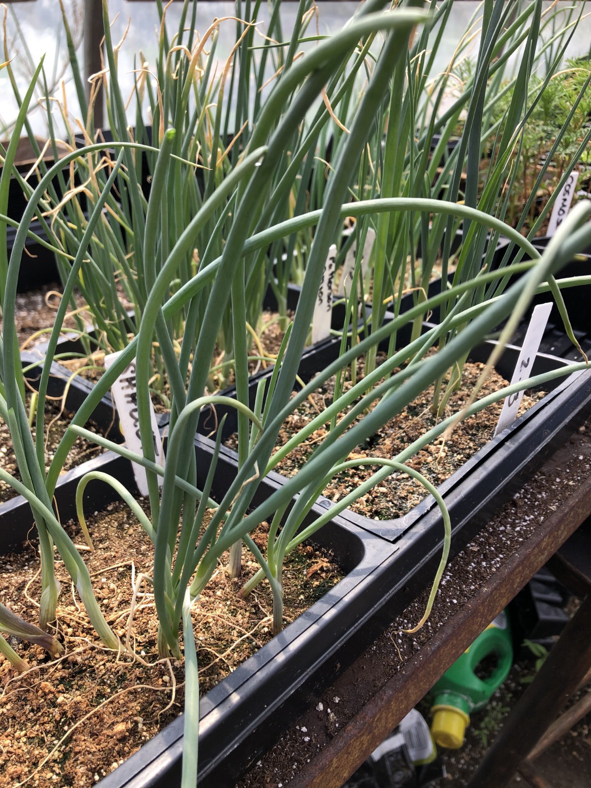 onions transplants in need of trimming