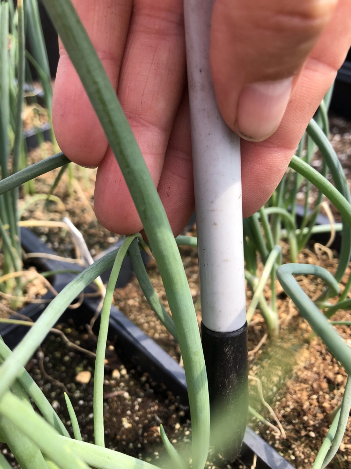 Onion Growing Hack How to Trim the Starts for Stronger Bulbs