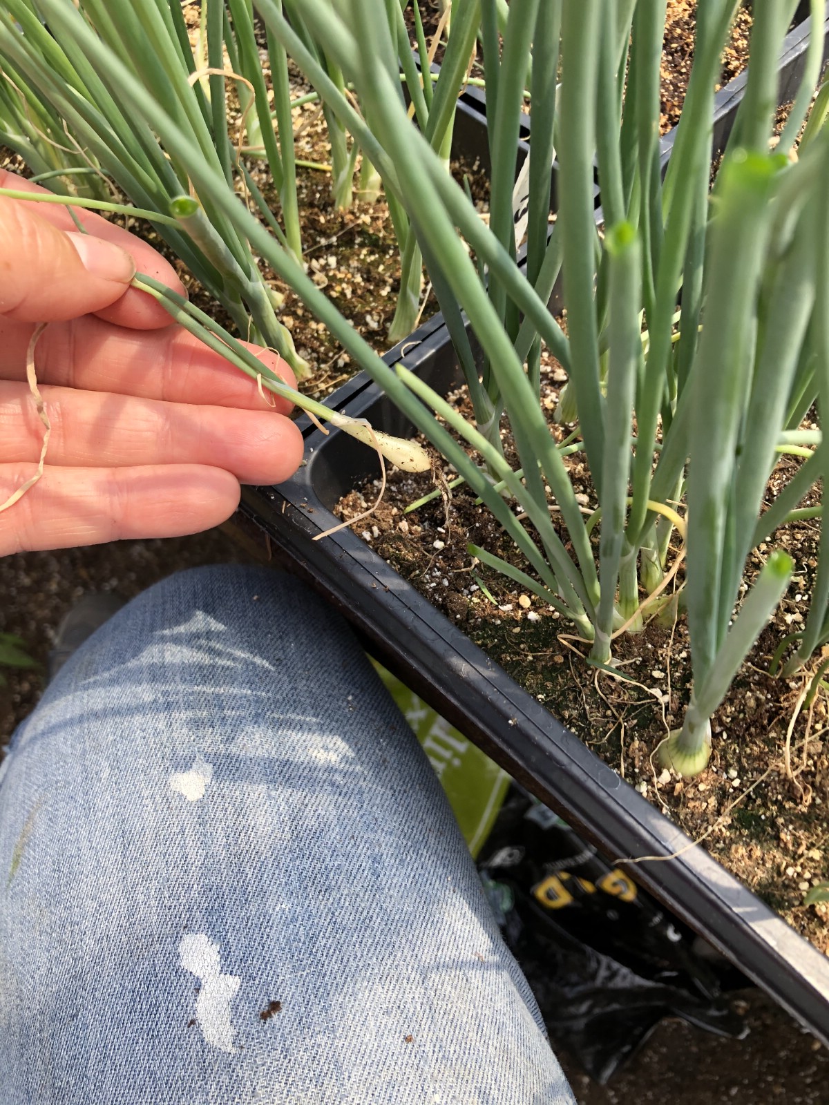 onion plant pulled when trimming