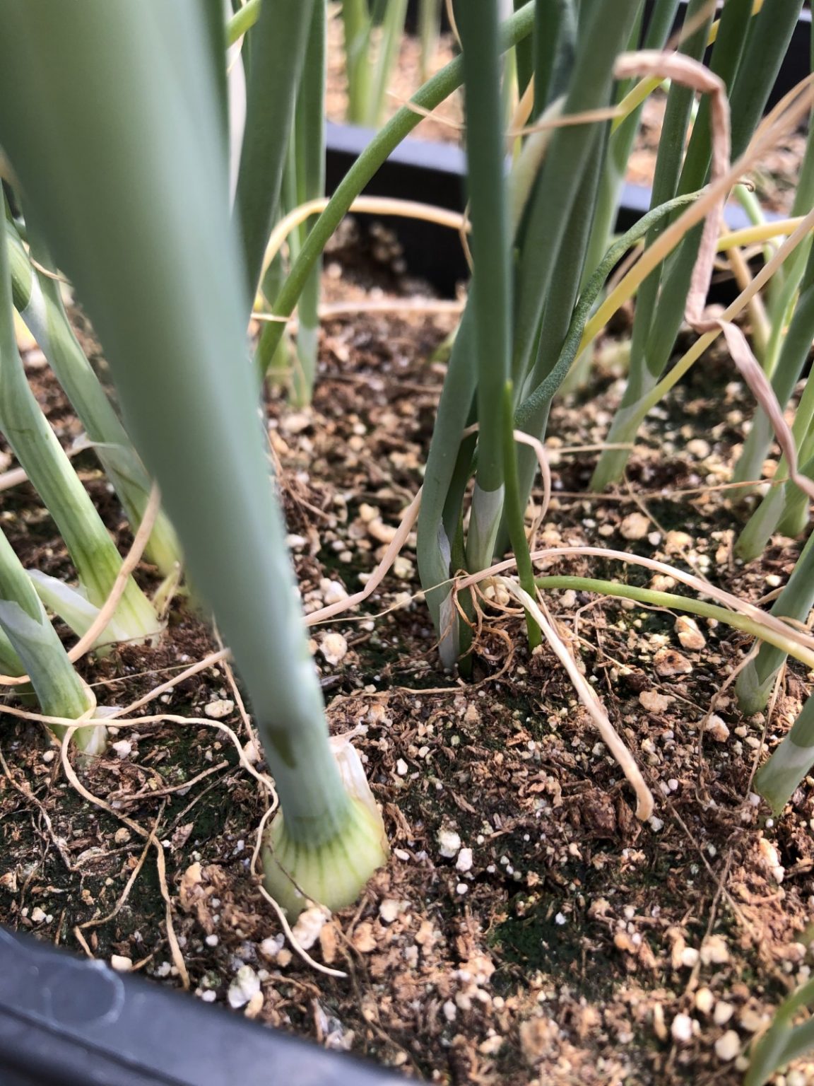 Onion Growing Hack How to Trim the Starts for Stronger Bulbs