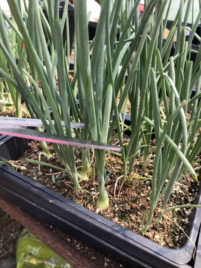Onion Growing Hack How to Trim the Starts for Stronger Bulbs