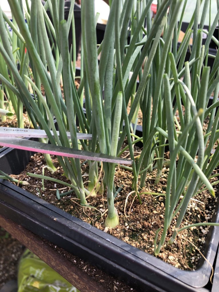 Onion Growing Hack How to Trim the Starts for Stronger Bulbs
