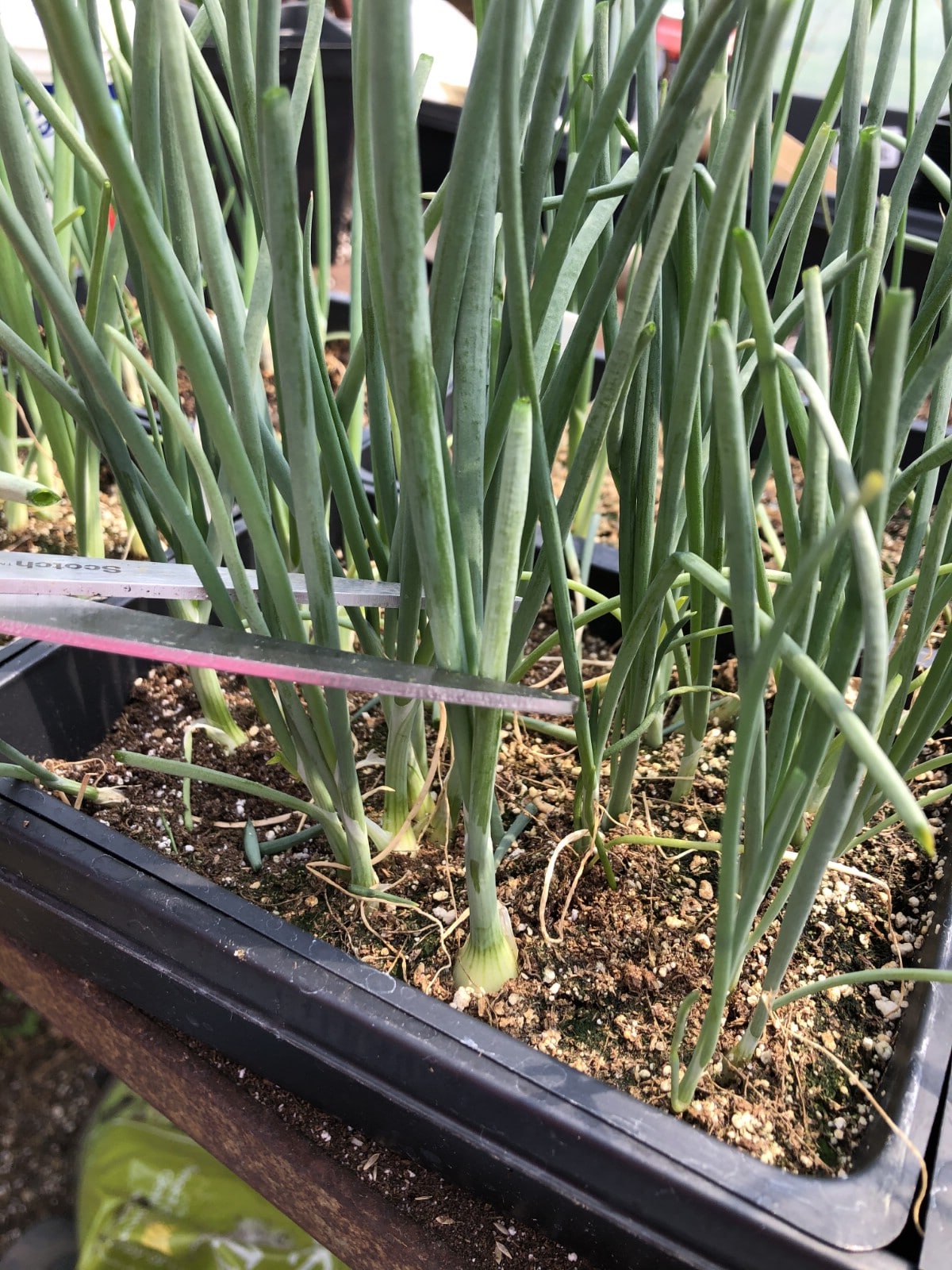 trimming onions with scissors