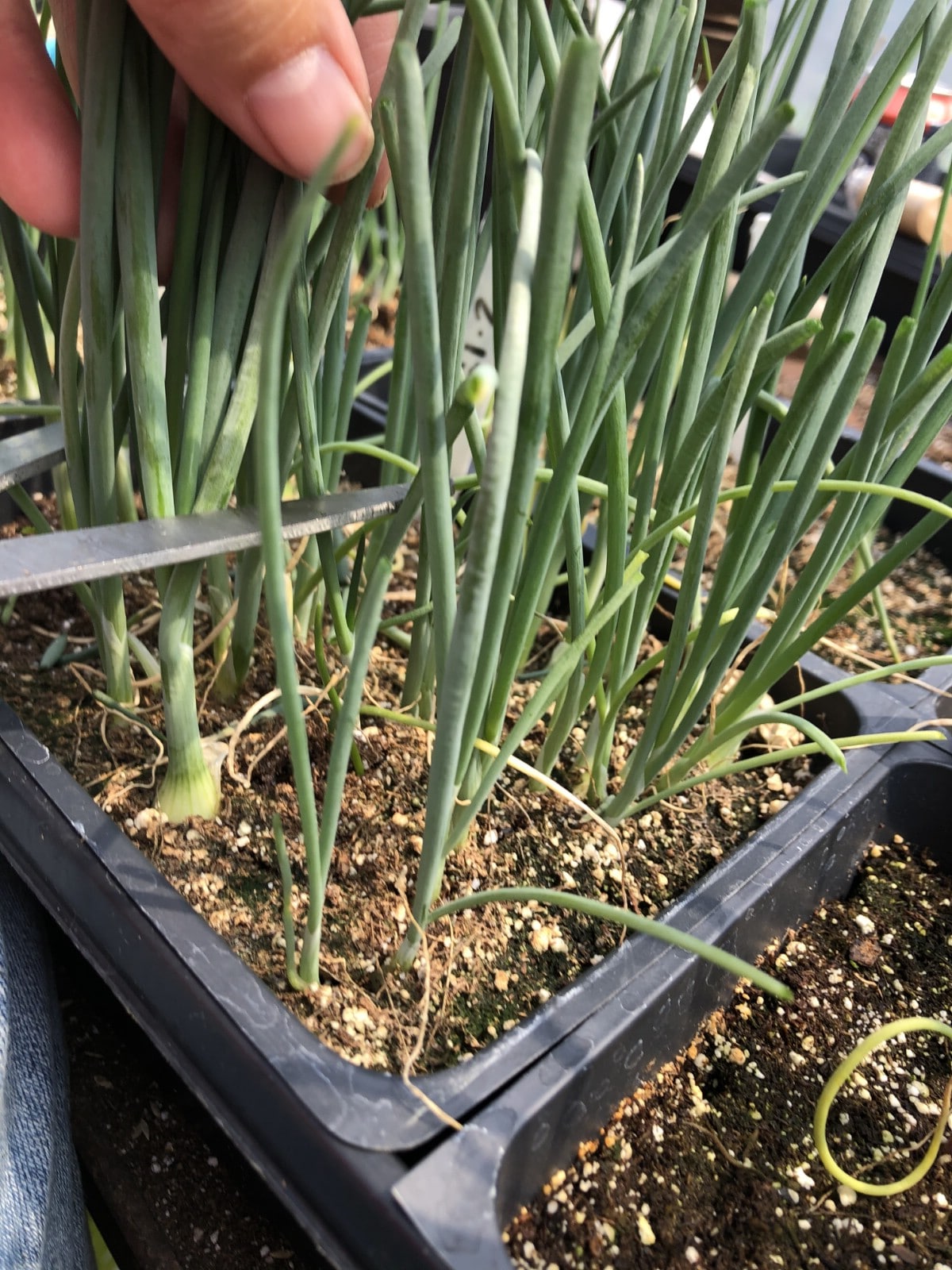 onions grown from seed