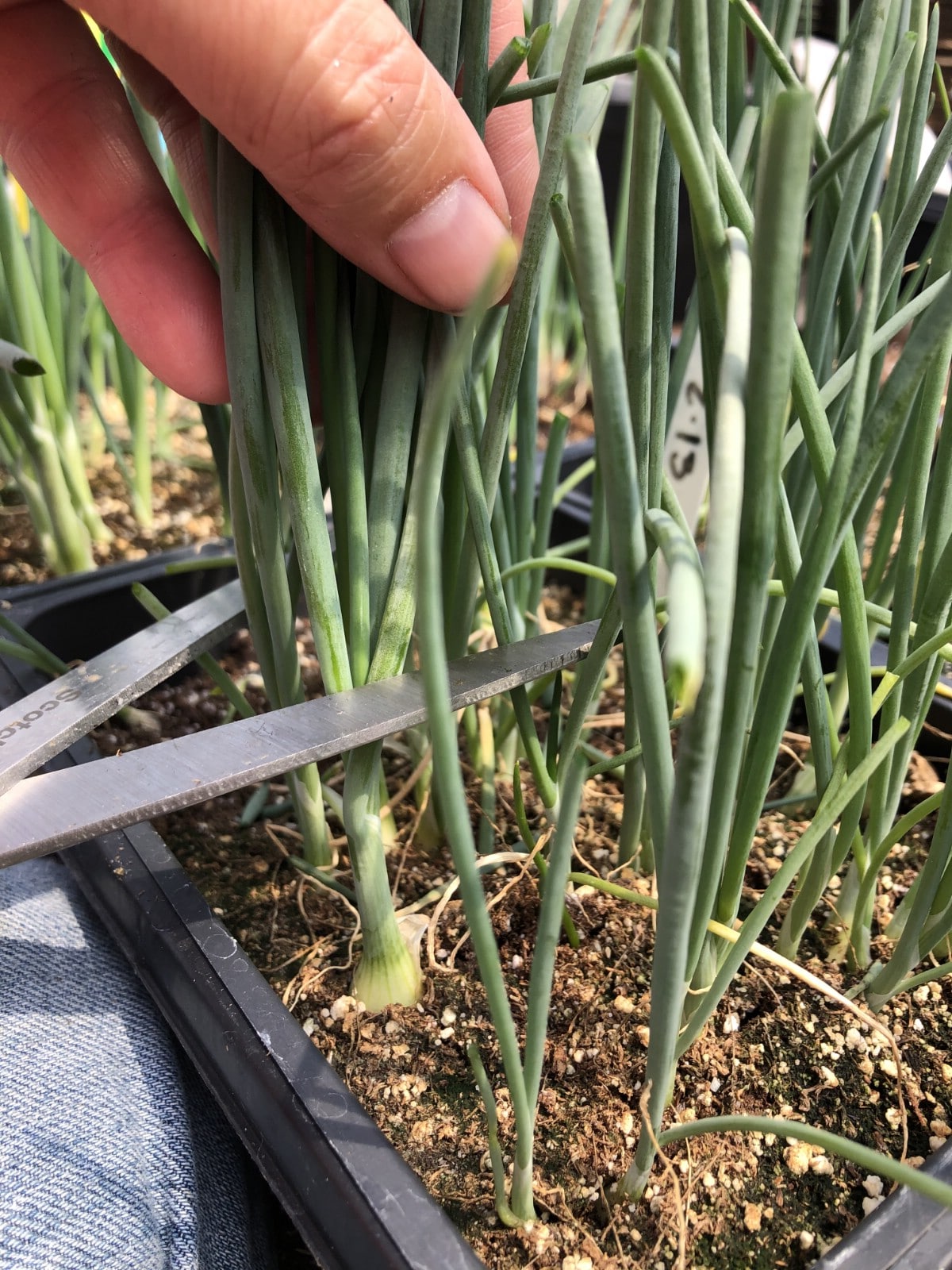 trimming onion transplants