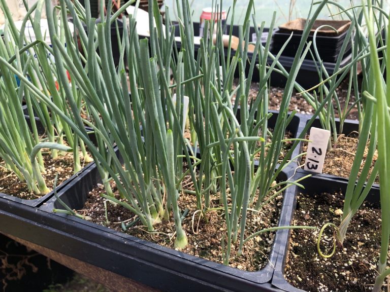 Onion Growing Hack How to Trim the Starts for Stronger Bulbs