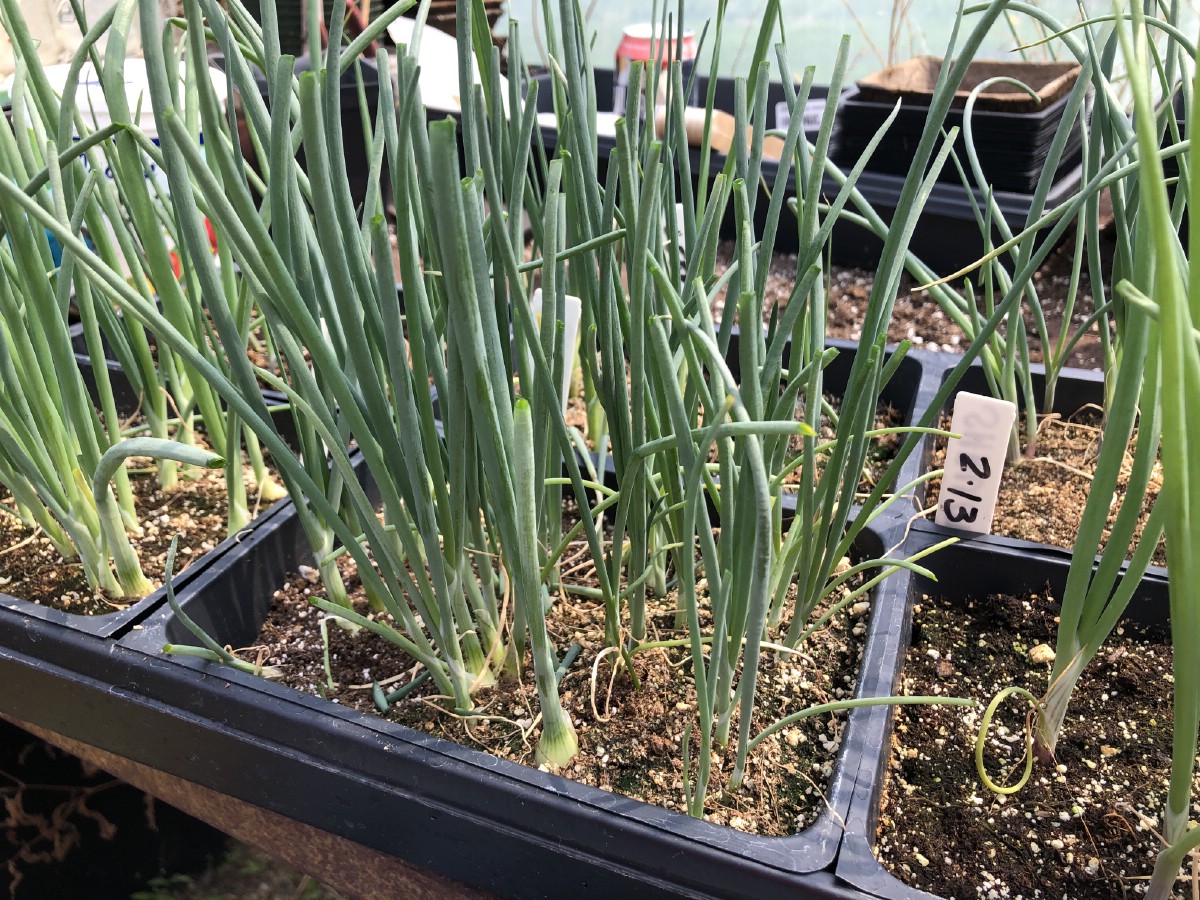 Onions starts in a four by six inch seed tray