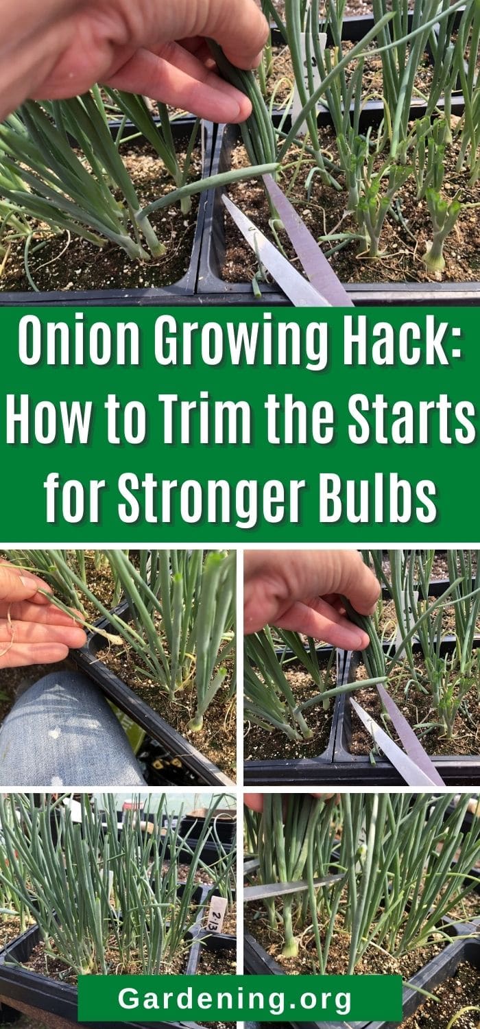 Onion Growing Hack How to Trim the Starts for Stronger Bulbs