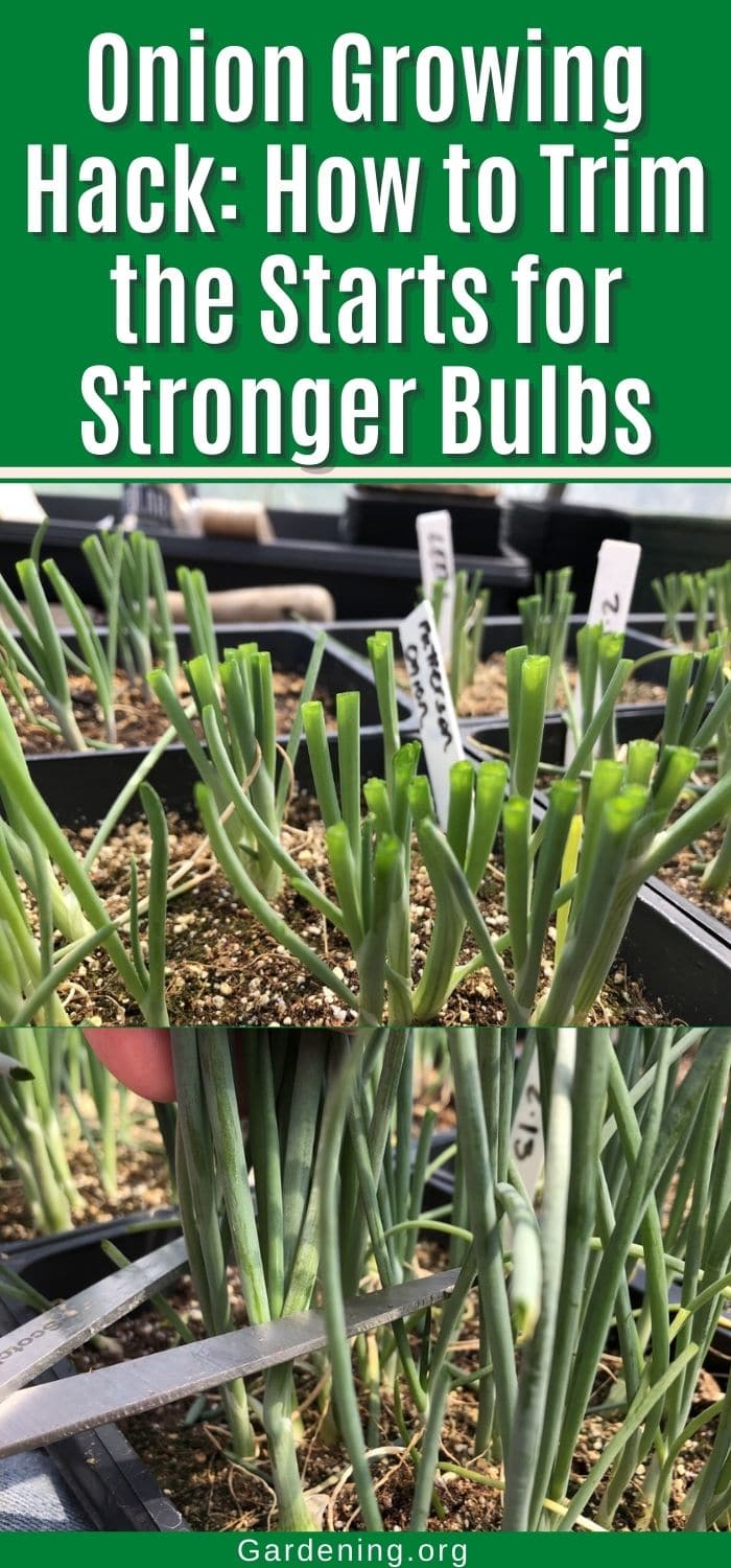 Onion Growing Hack How to Trim the Starts for Stronger Bulbs