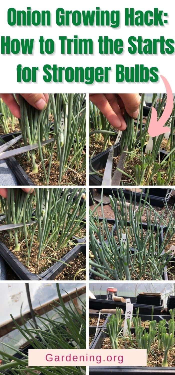 Onion Growing Hack How to Trim the Starts for Stronger Bulbs