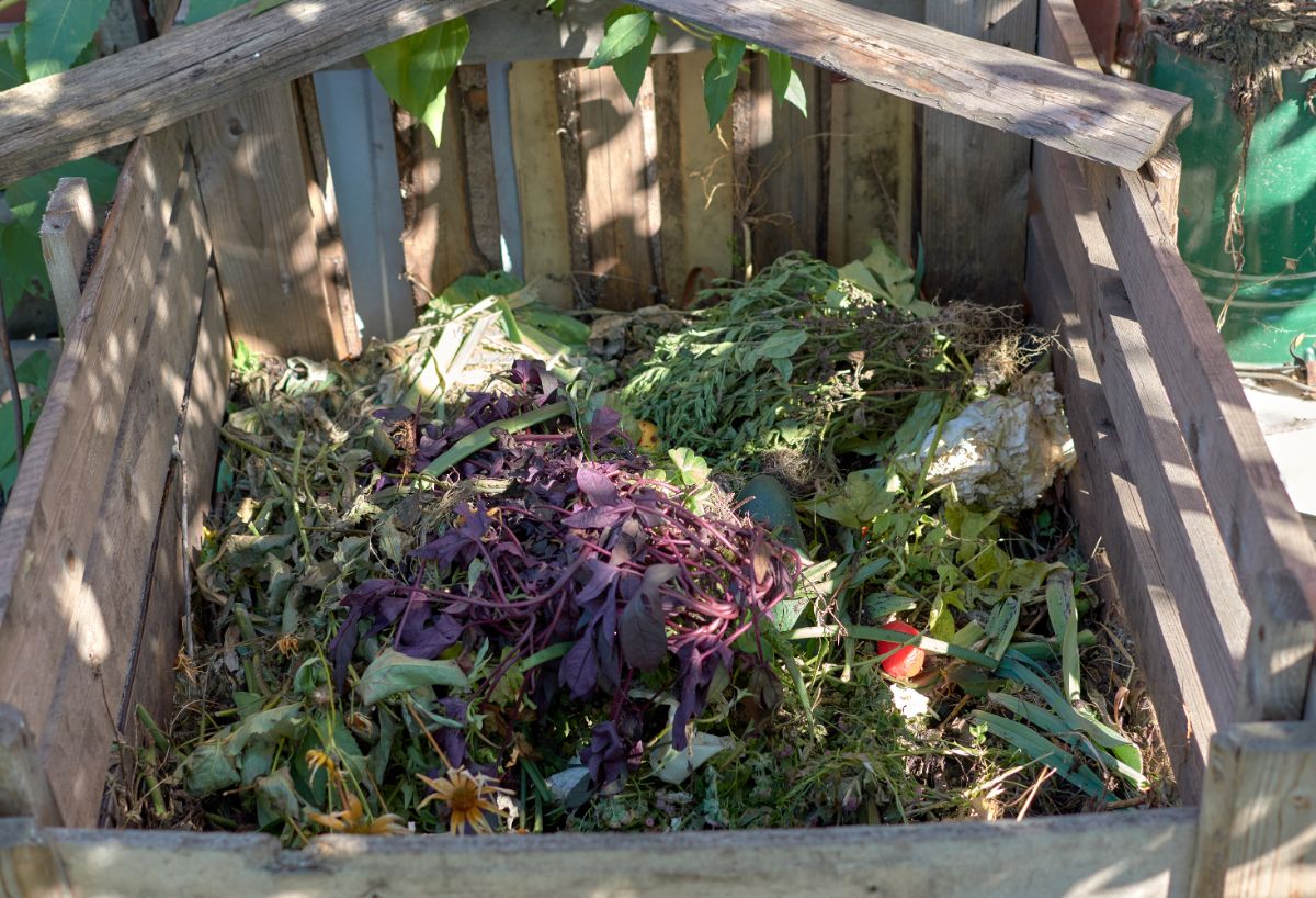 Wooden compost bin half full.