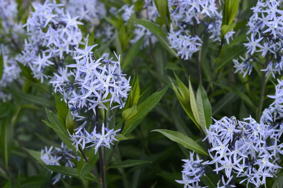 light blue star shaped flowers