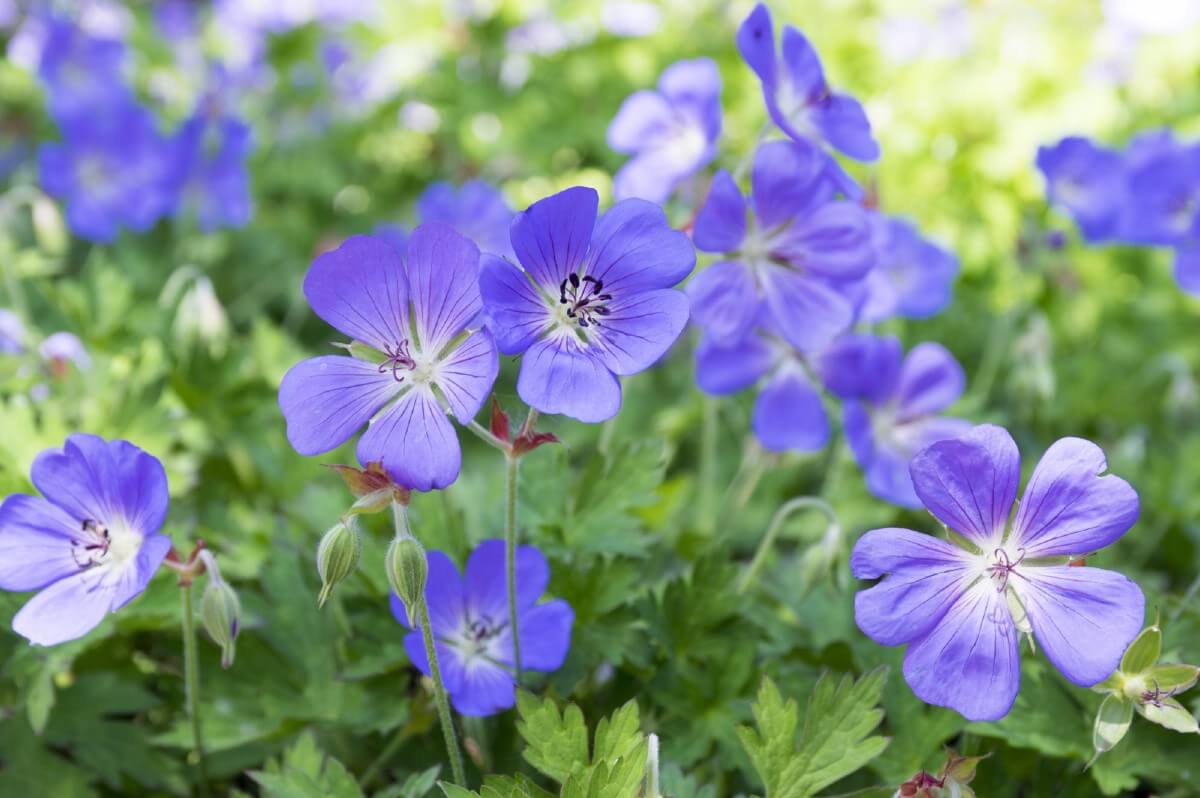 blue geranium blossoms