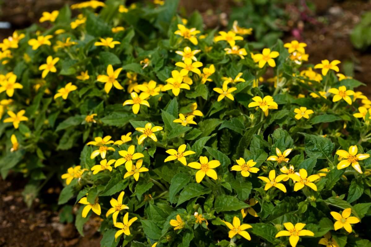 Golden knee flowers in the garden