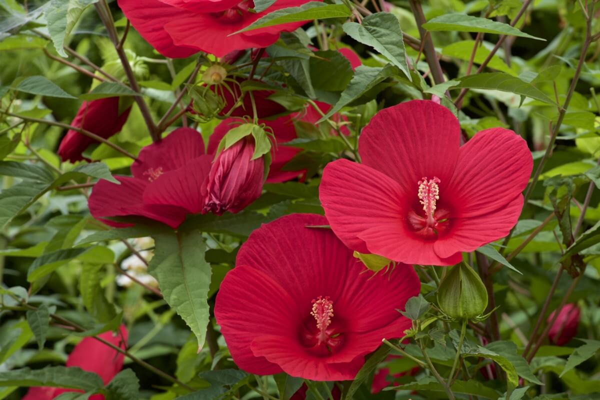 large dark pink hibiscus blossoms