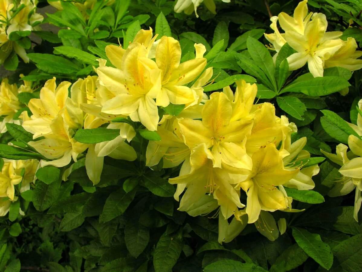 Yellow Azalea flowers close up