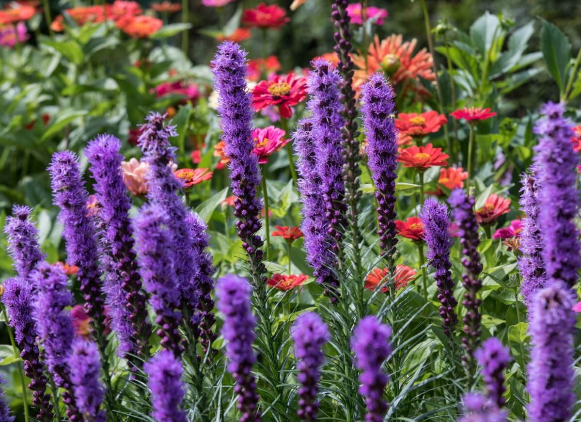 long fuzzy liatris flowers