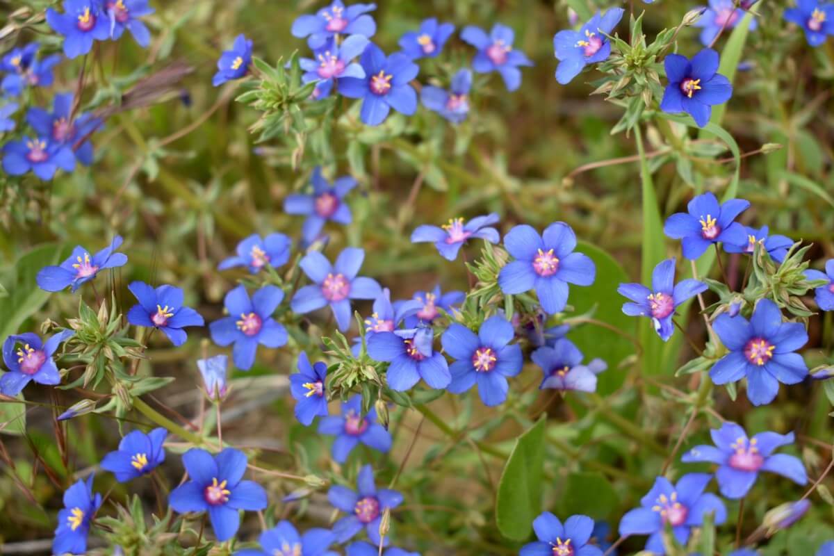 Italian Blugoss flowers in bloom