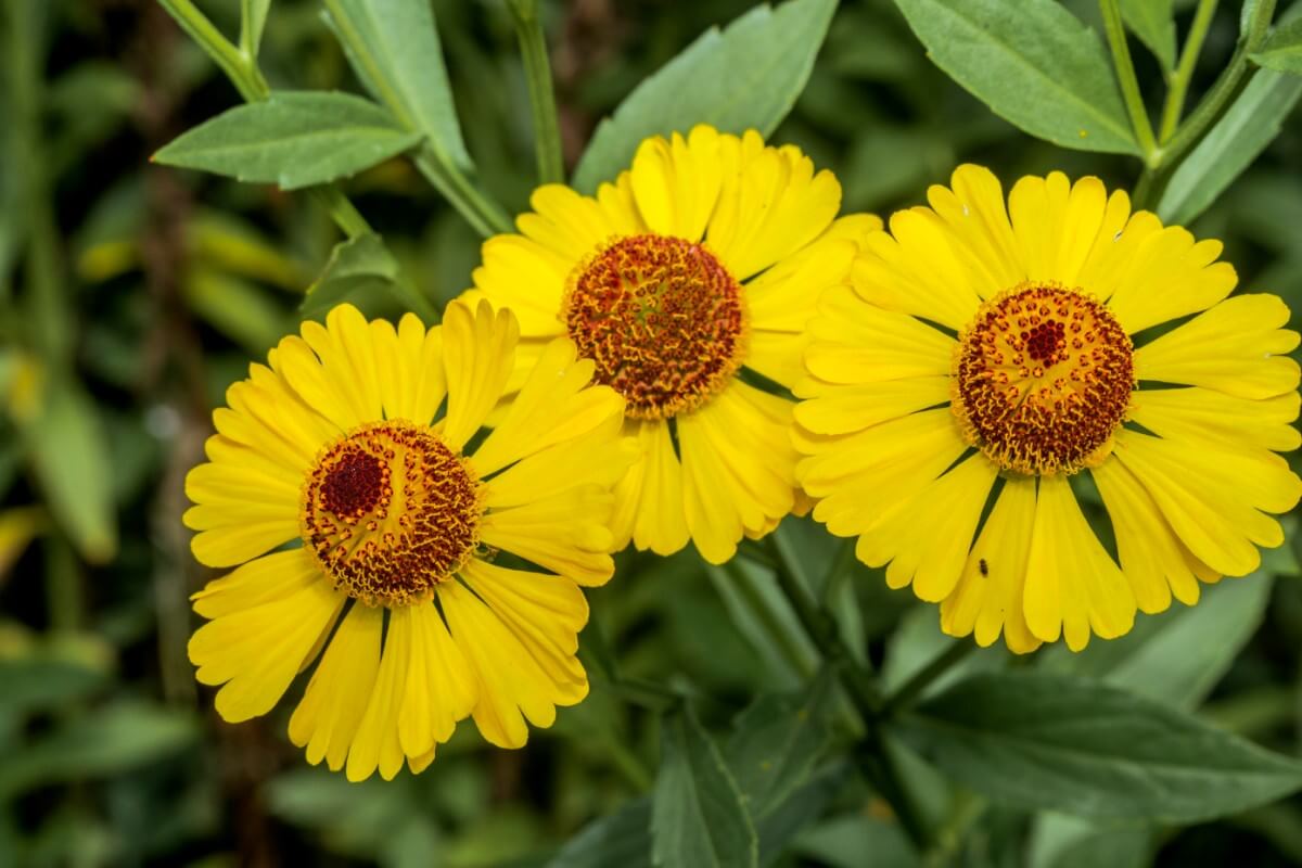 False sunflower flowers