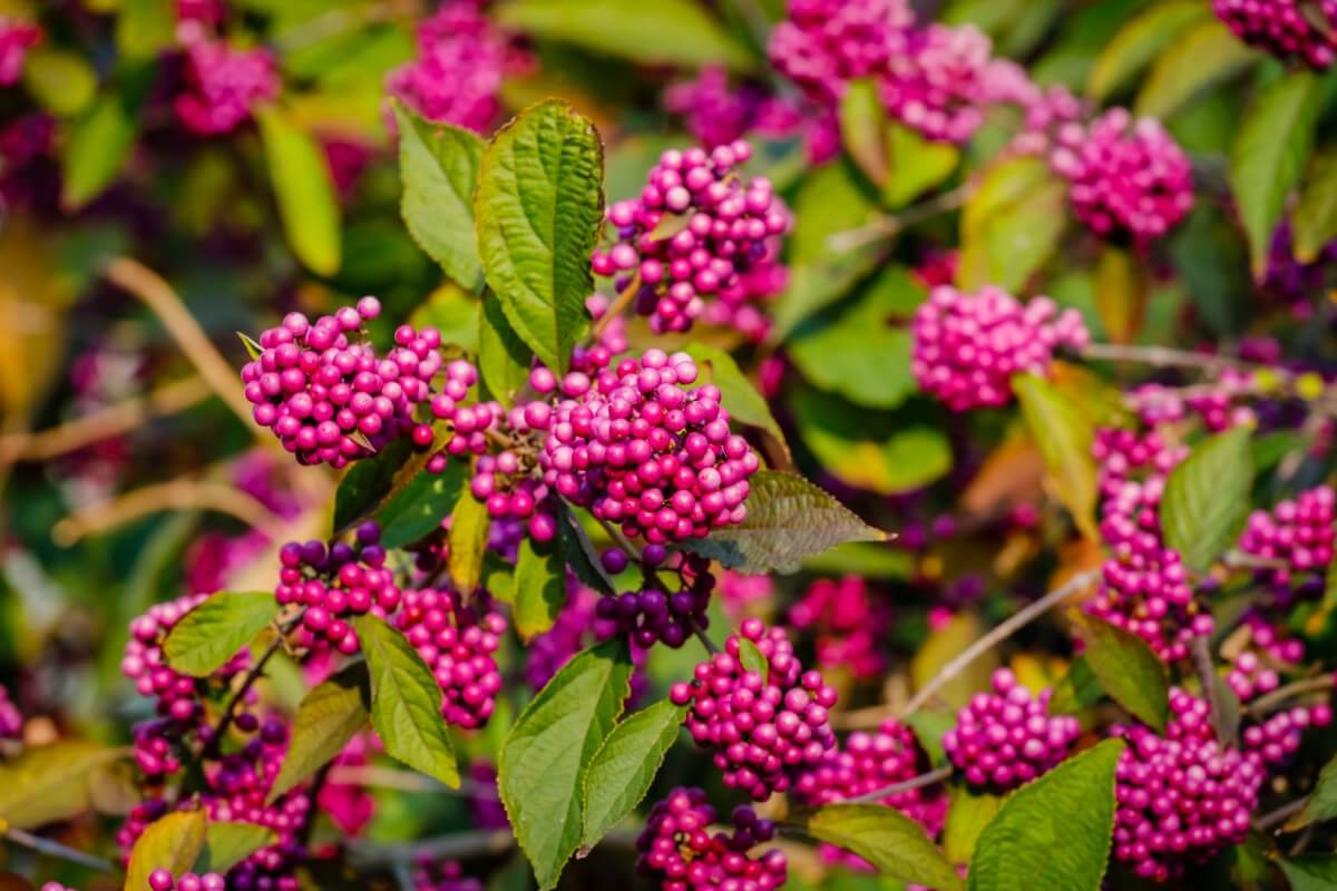 purple beautyberry clusters