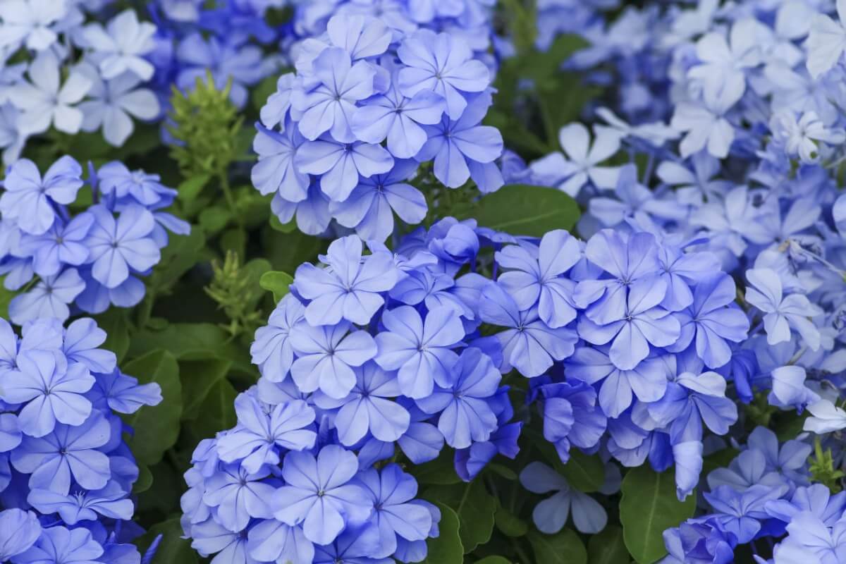 clustered blue blossoms on Cape Plumbago bush