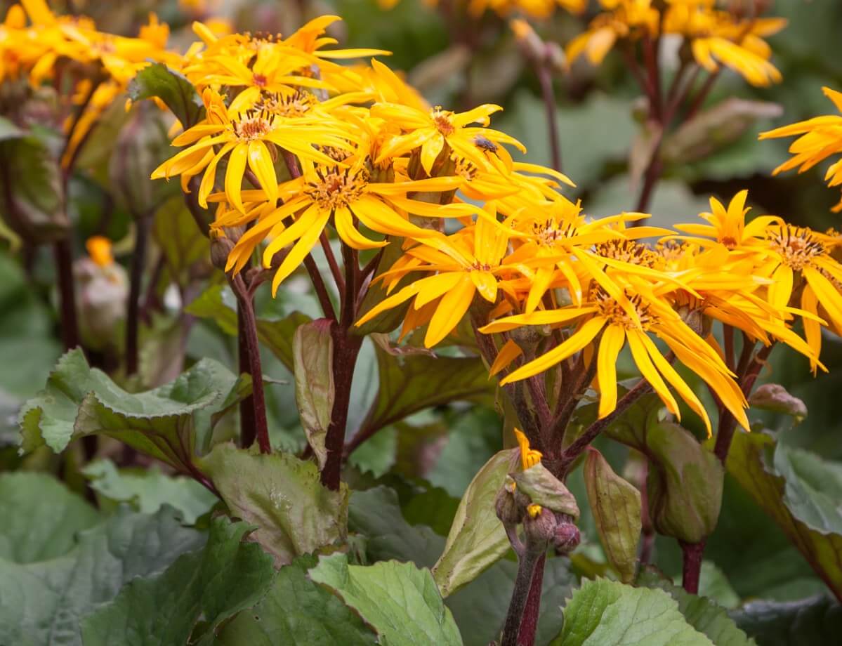 Ligularia flowers close up