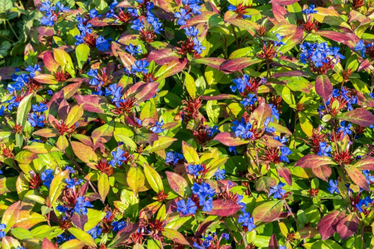 ground covering dwarf plumbago plant