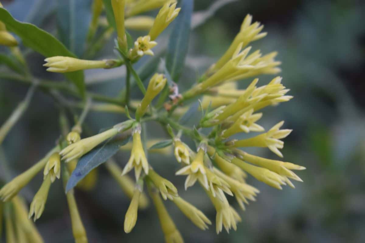 willow leaved Jessamine blossoms