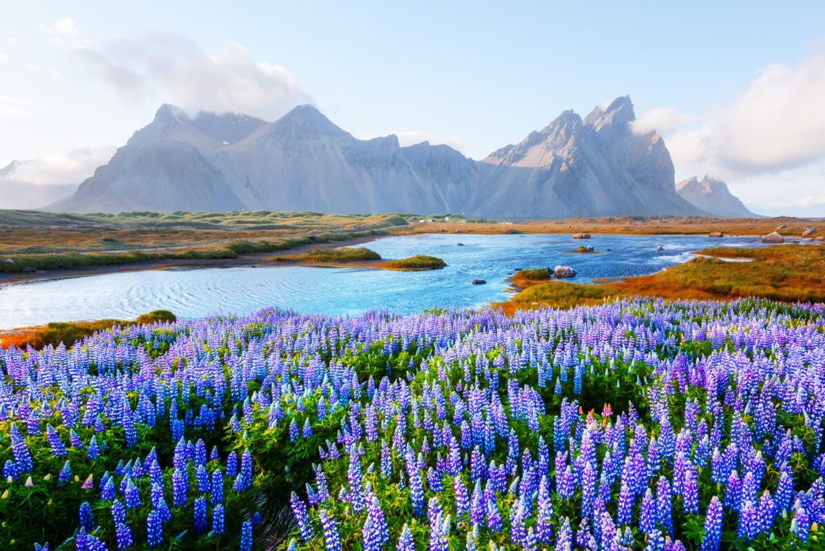 mass of native blue lupine near lake with mountains in the background