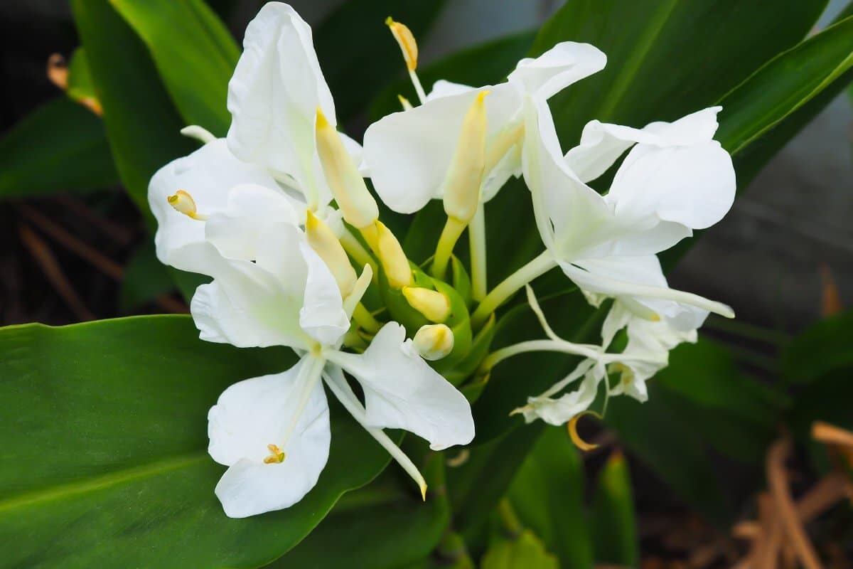 white flowers on white ginger lily plant