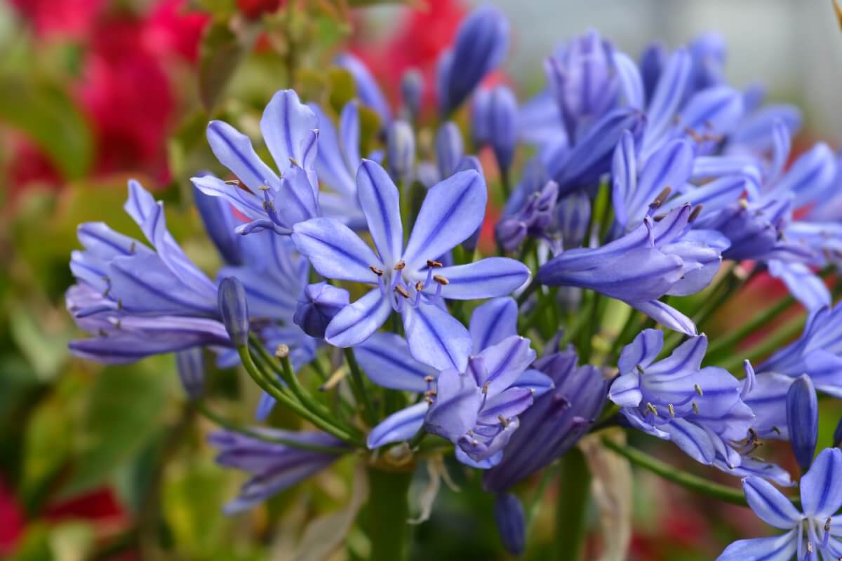 African Lily flowers