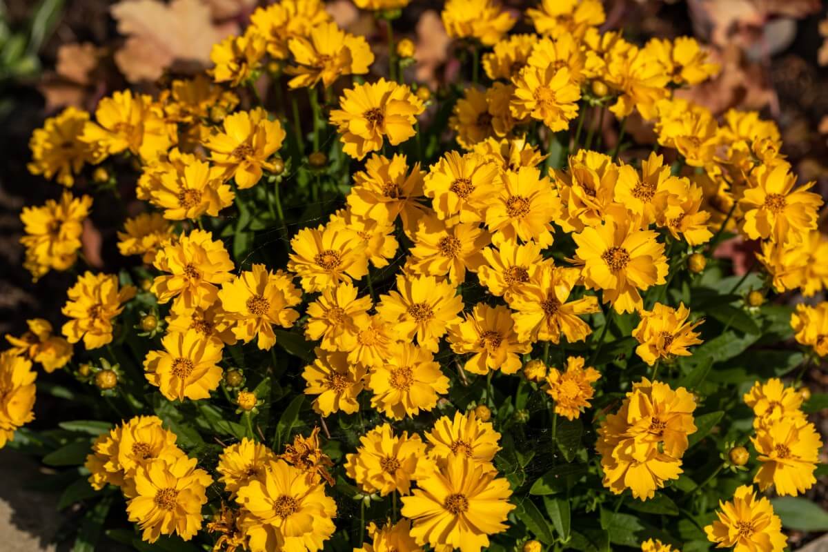 Yellow Coreopsis