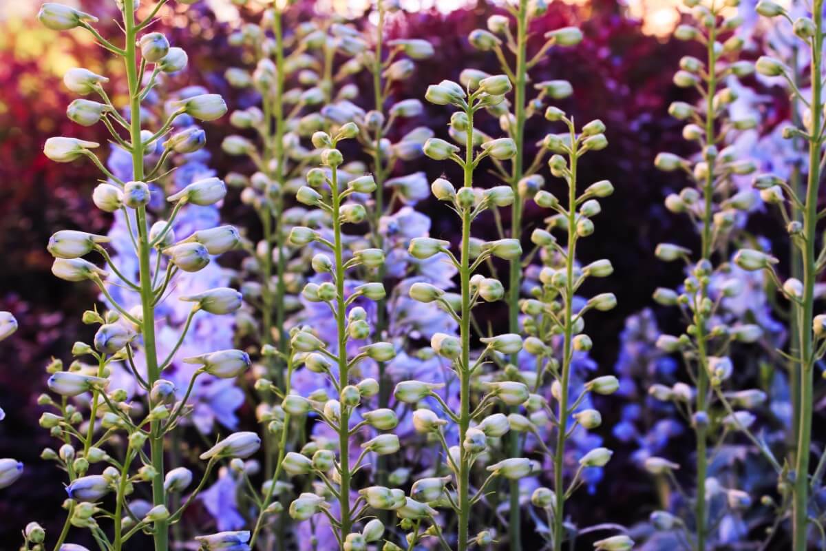 spikes of false indigo flower