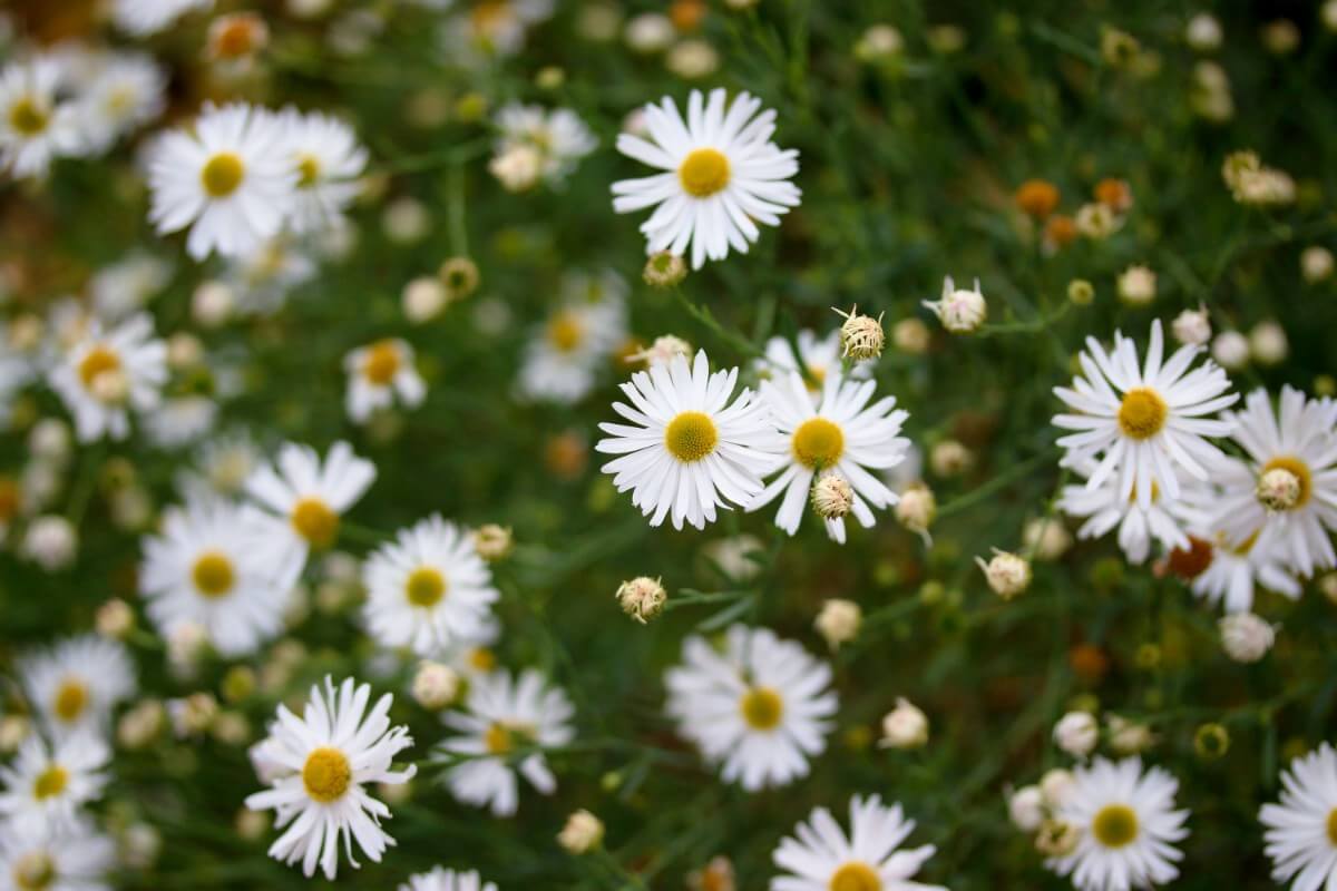 daisy-like false aster flowers