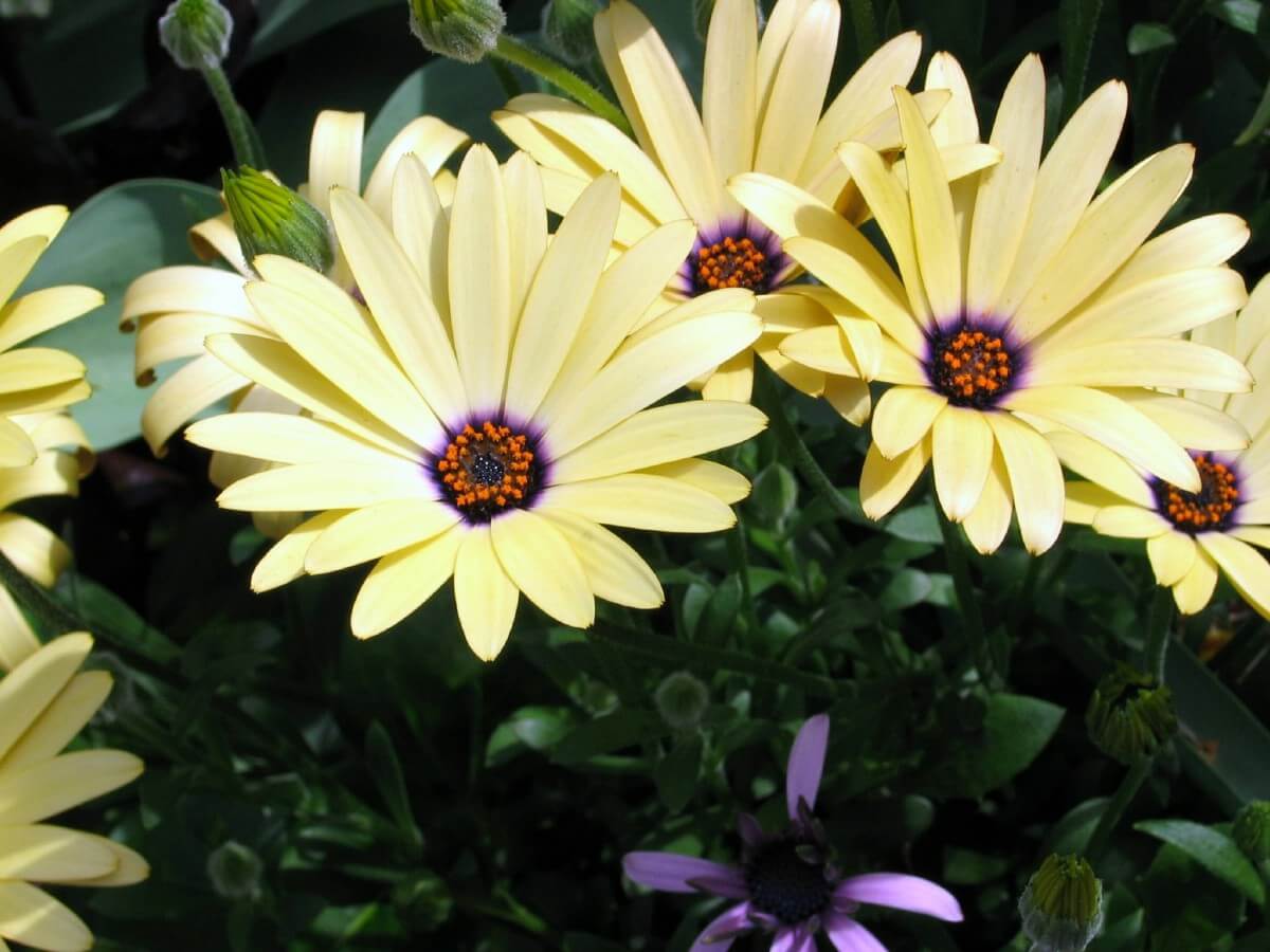 Yellow Shasta Daisy