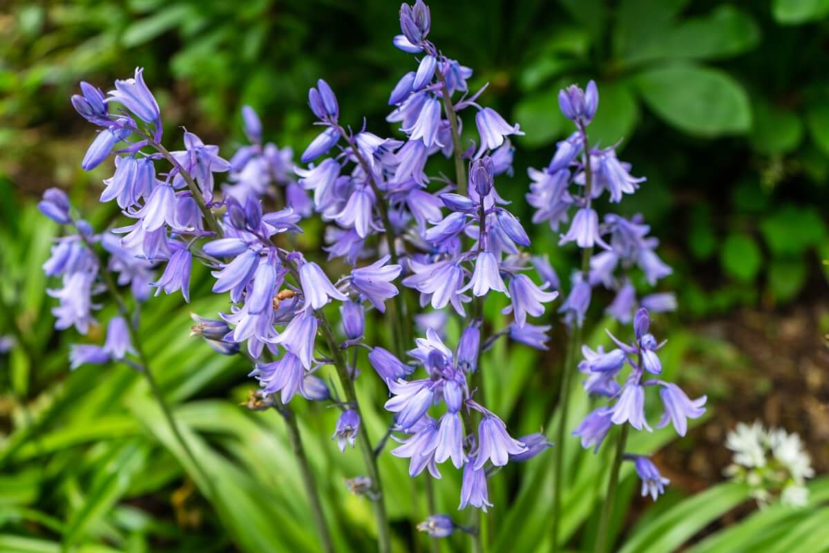 blossoms of blue bellflowers