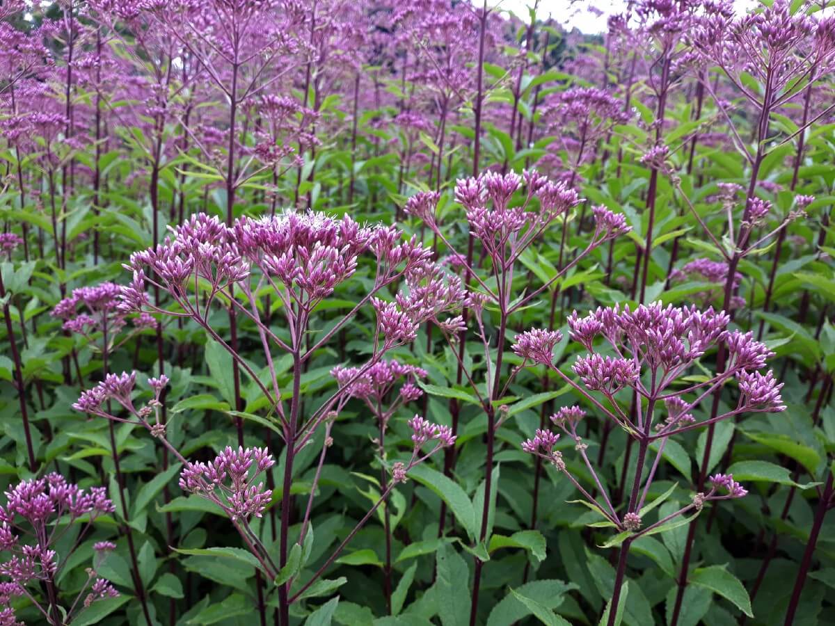 tall purple Joe Pye Weed flowers