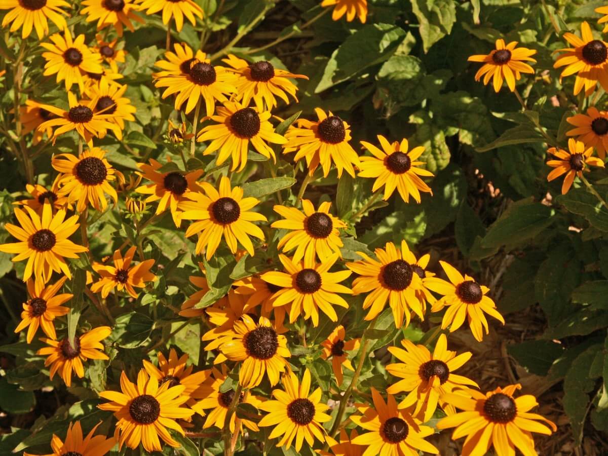 Black eyed susans flowers