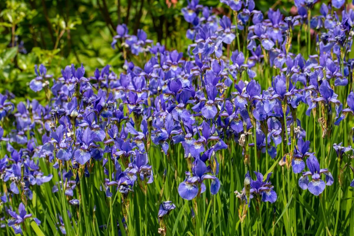 large planting of northern blue flag or blue iris flowers