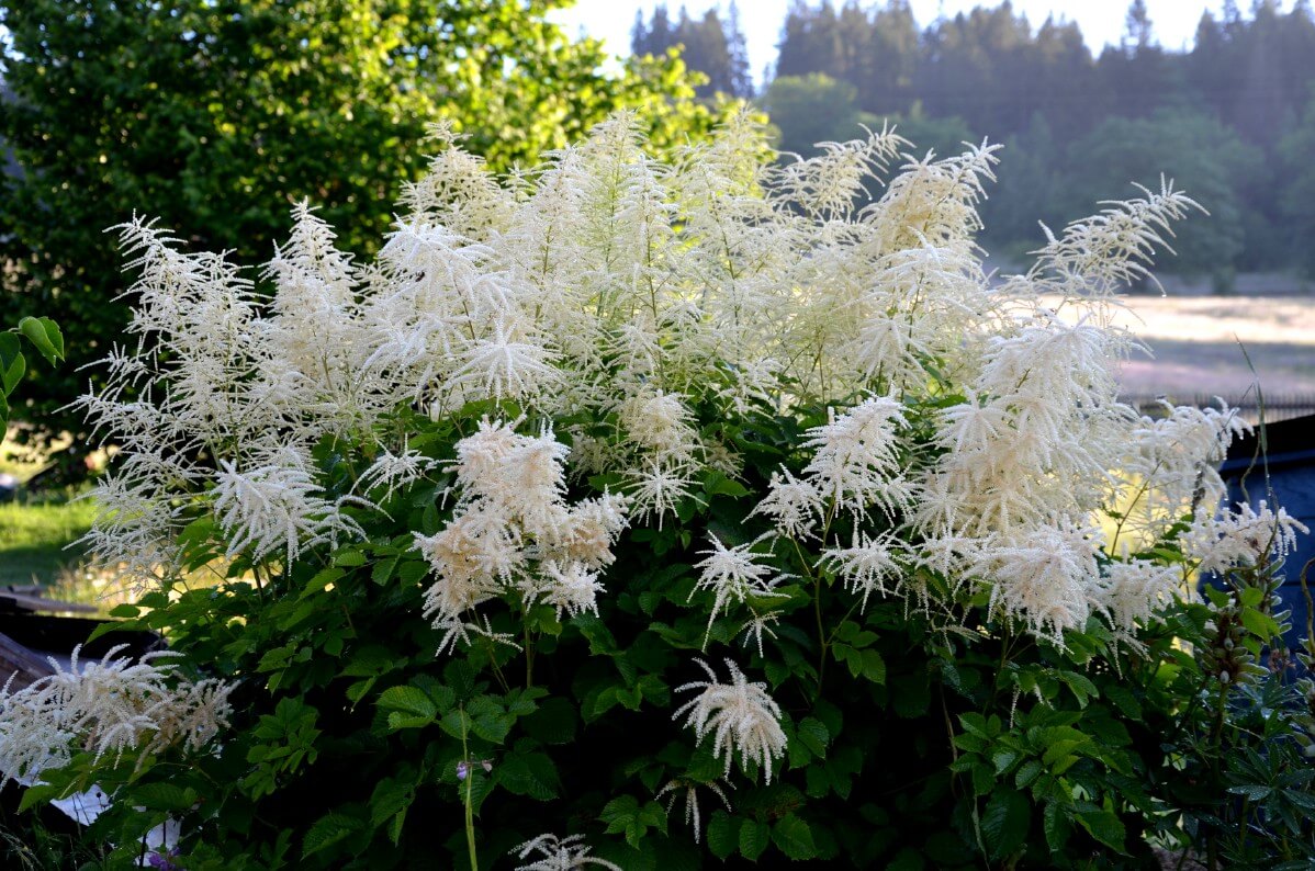 Goat's Beard in bloom