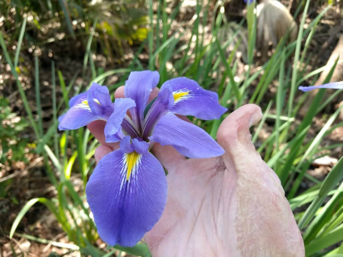 large blossom of giant blue iris